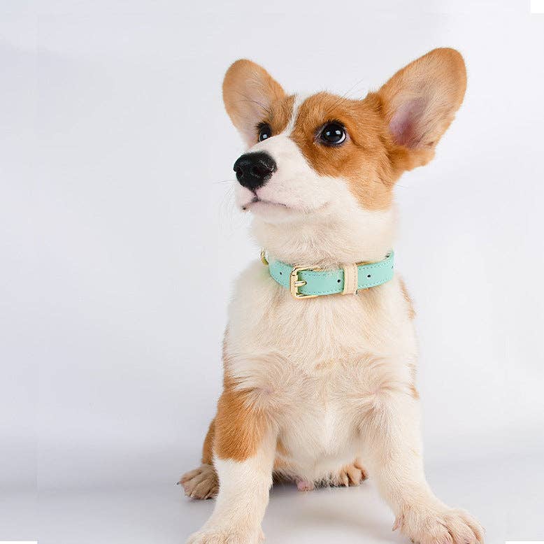 Loofie Leather Dog Collar