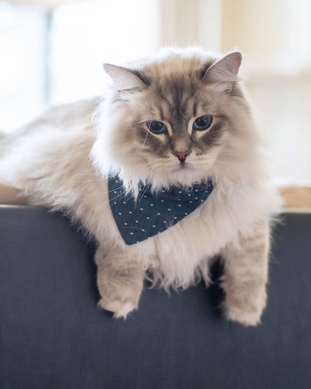 POLKA DOT BANDANA