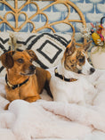 Load image into Gallery viewer, Ryan Dog Collar