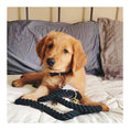 Load image into Gallery viewer, Ryan Dog Collar