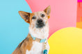 Load image into Gallery viewer, Perry Dog Collar