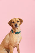 Load image into Gallery viewer, Rue Dog Collar