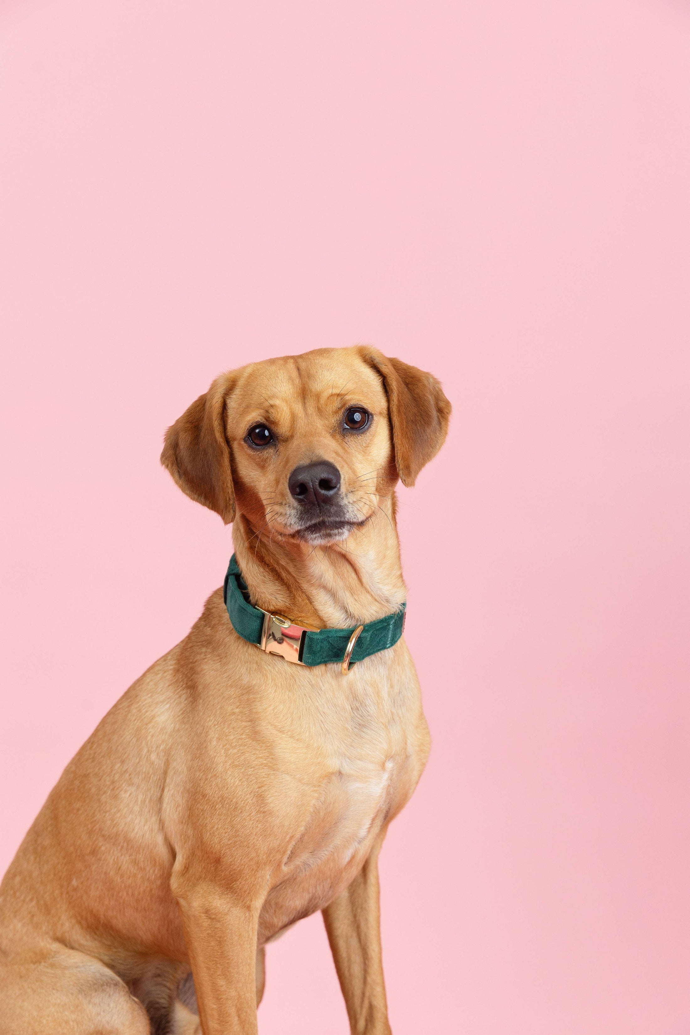 Rue Dog Collar