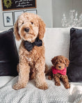 Load image into Gallery viewer, Black Velvet Dog Bow Tie