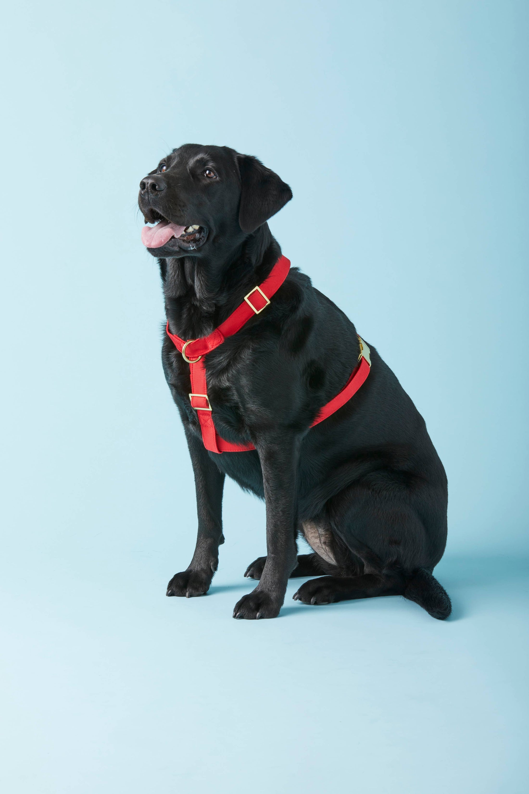 Ruby Dog Harness