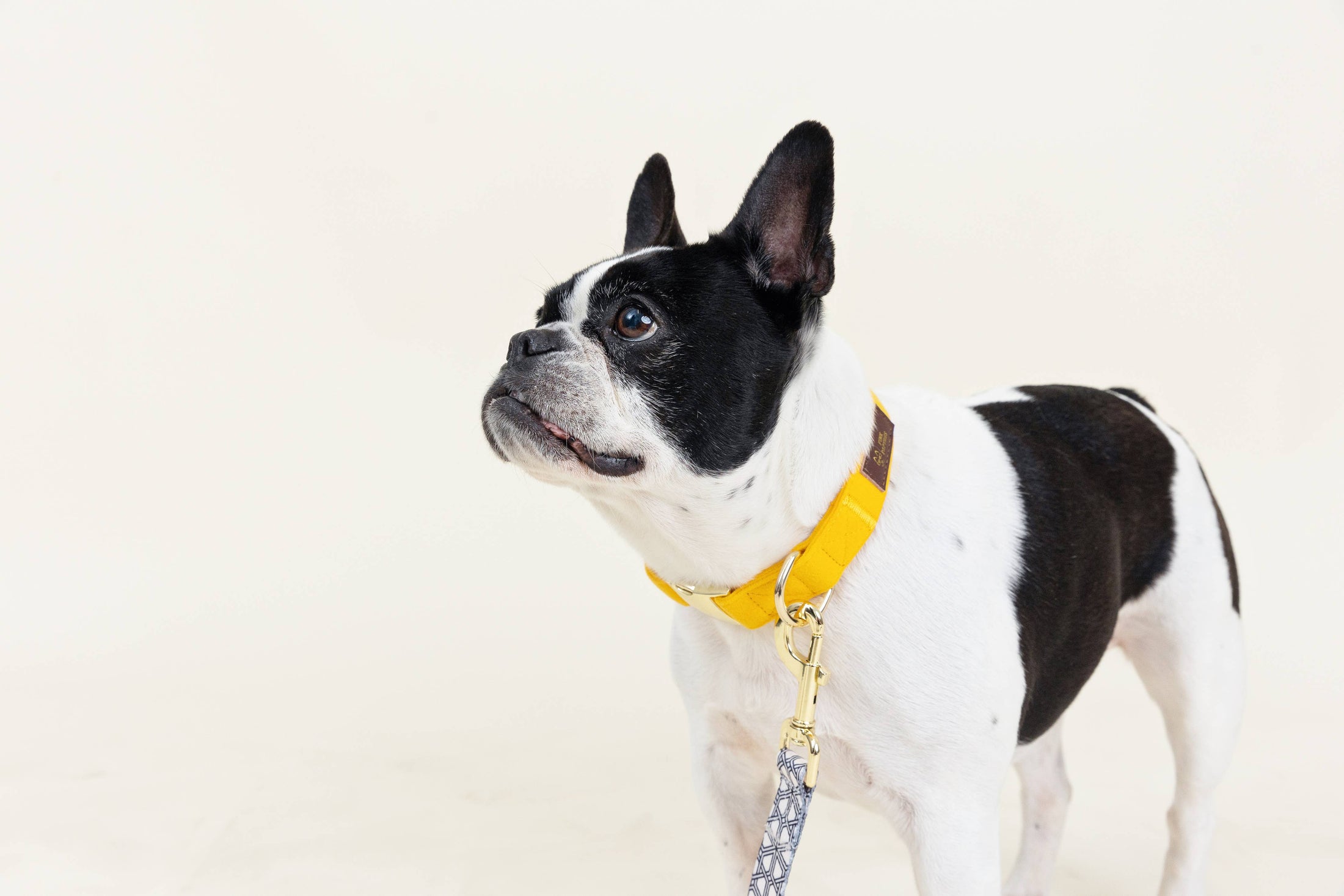 Nova Dog Collar
