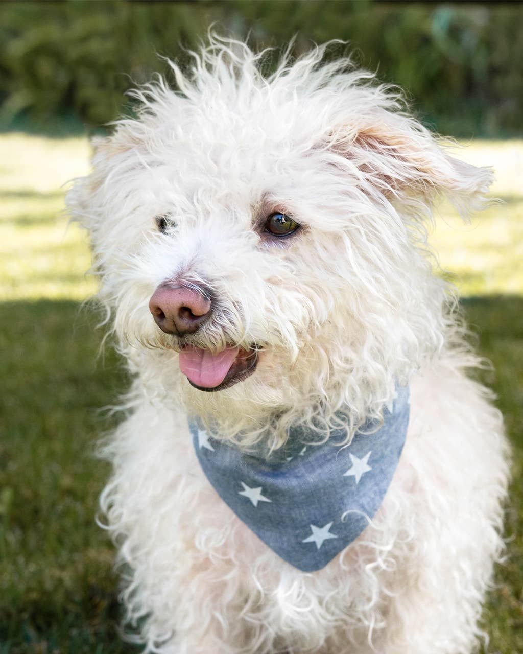 Starry Night Bandana