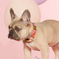 Load image into Gallery viewer, Over the Rainbow Dog Collar