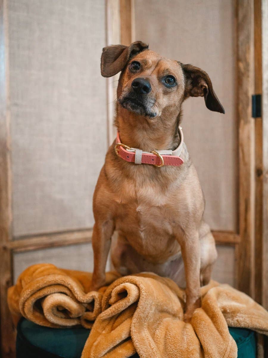 Lola Dog Collar