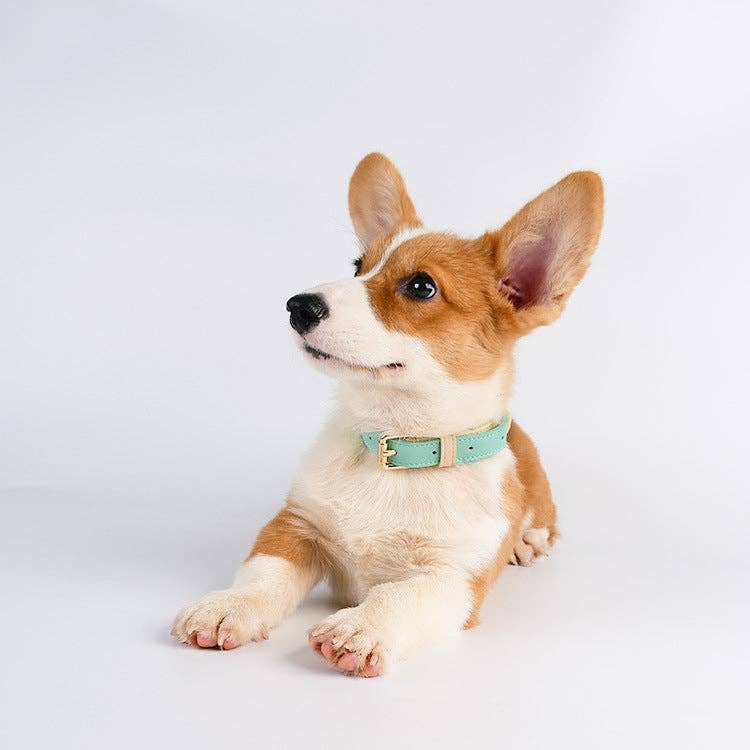 Loofie Leather Dog Collar