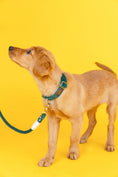 Load image into Gallery viewer, Rue Dog Collar