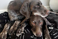 Load image into Gallery viewer, Dreams Round Dog Duvet