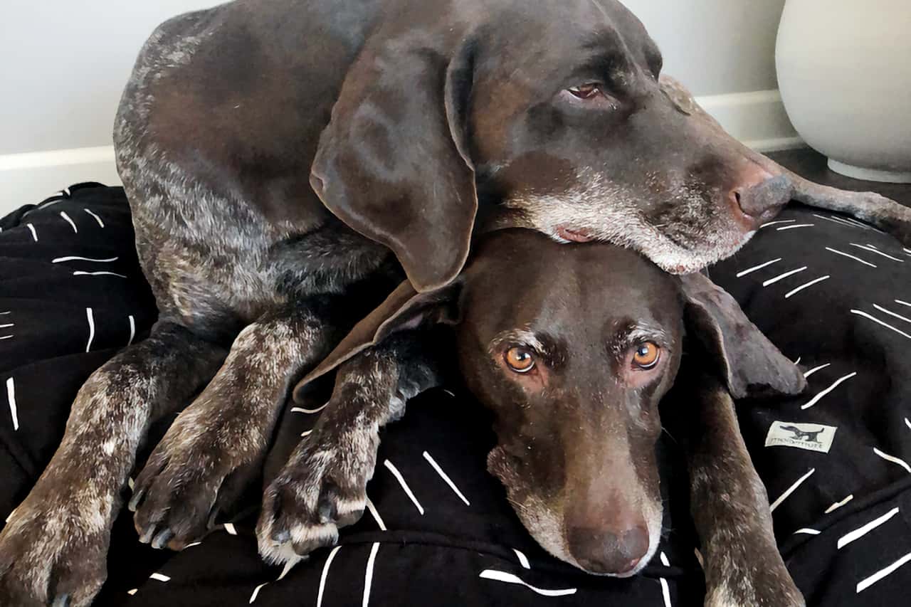 Dreams Round Dog Duvet