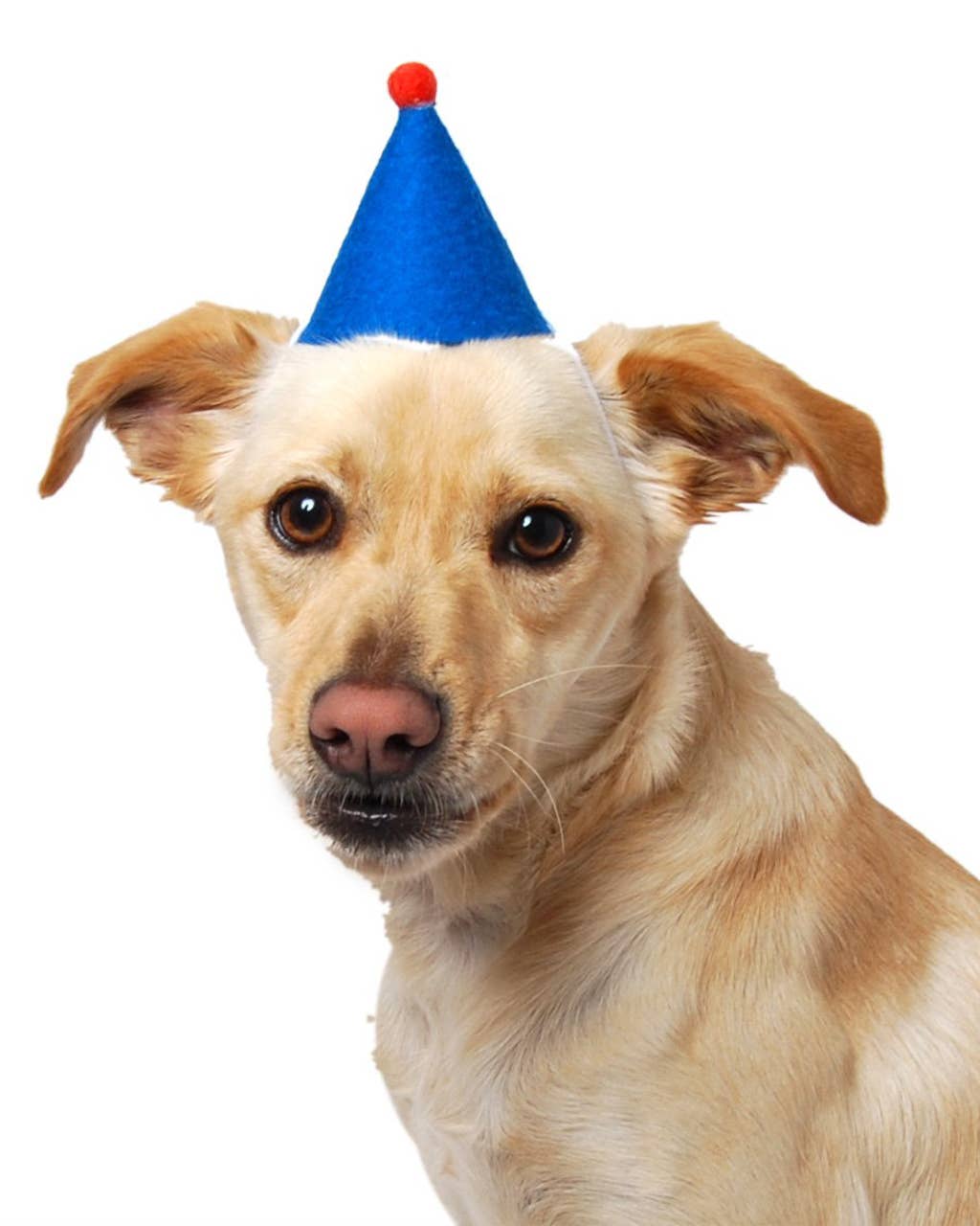 Pawty Birthday Hats