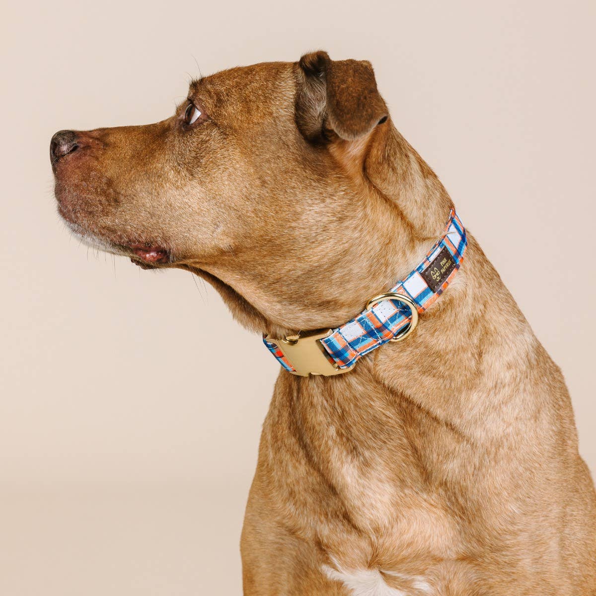 Ringo Plaid Dog Collar