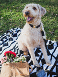 Load image into Gallery viewer, Ryan Dog Collar