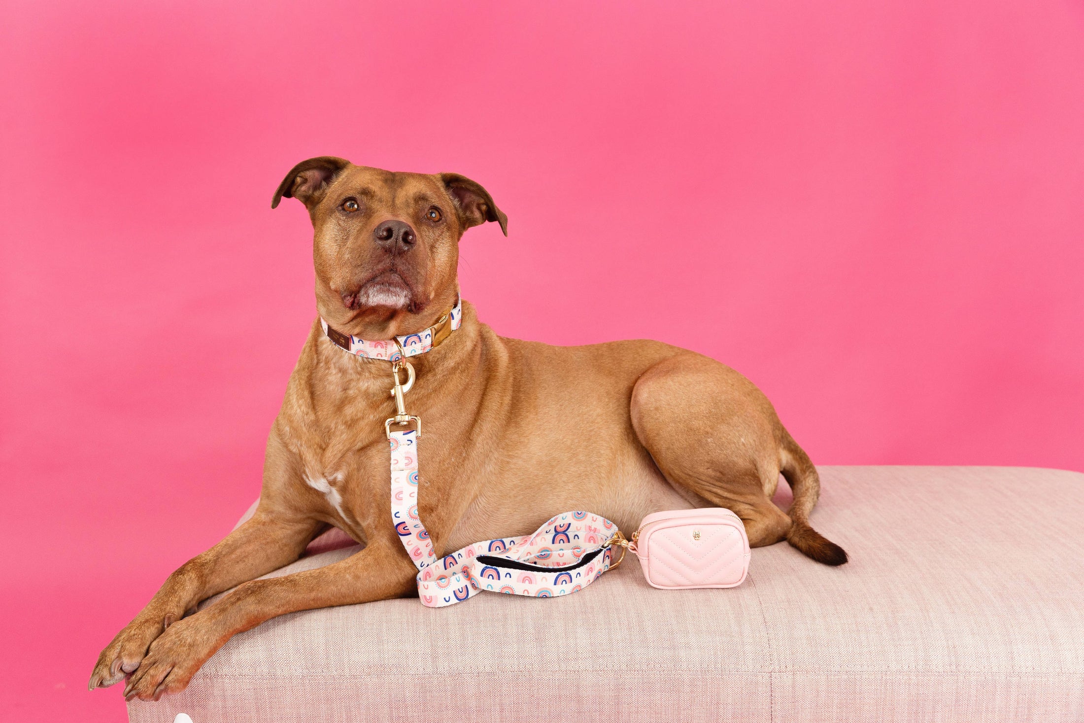 Clarke Rainbow Dog Collar