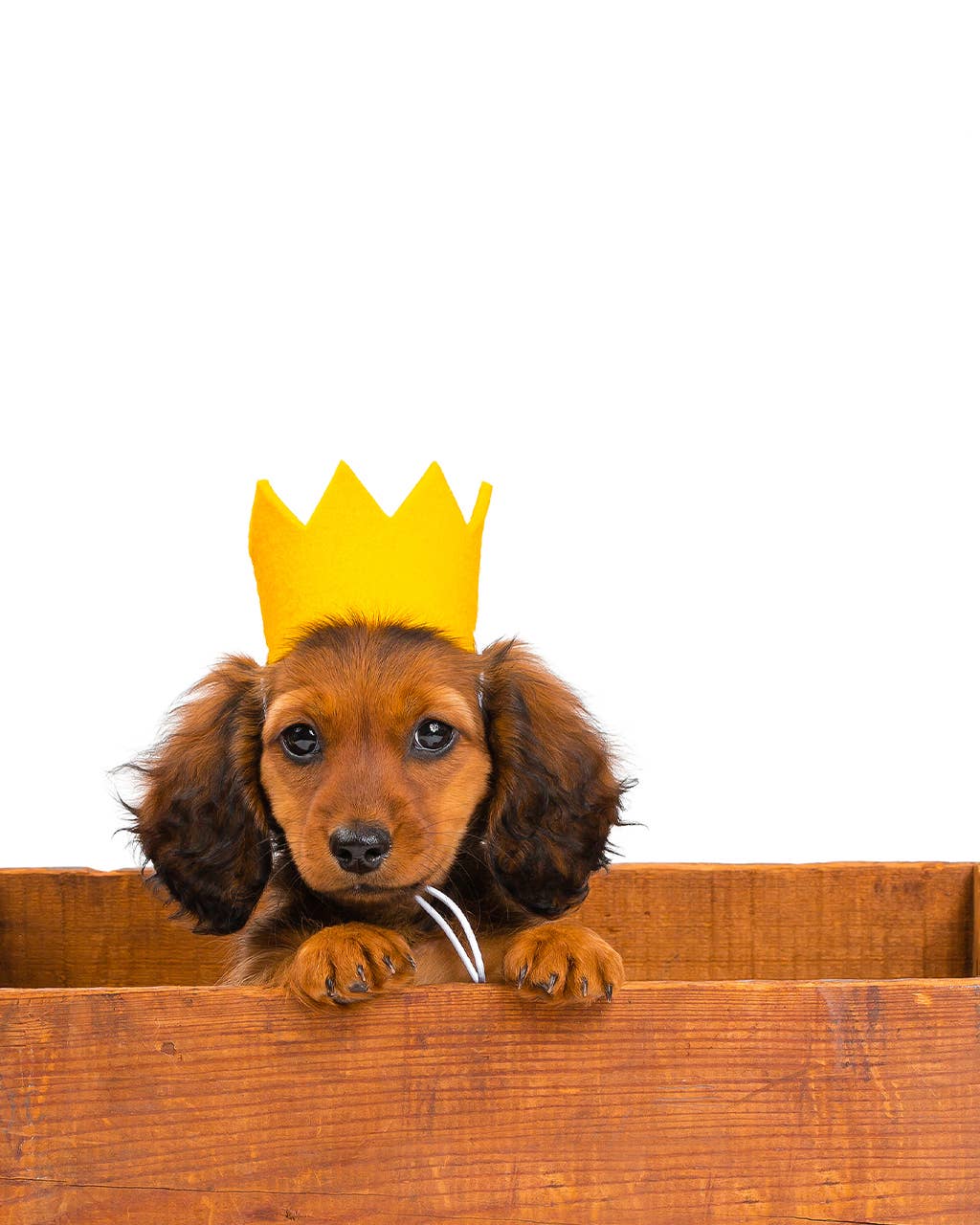 PARTY BEAST CROWN