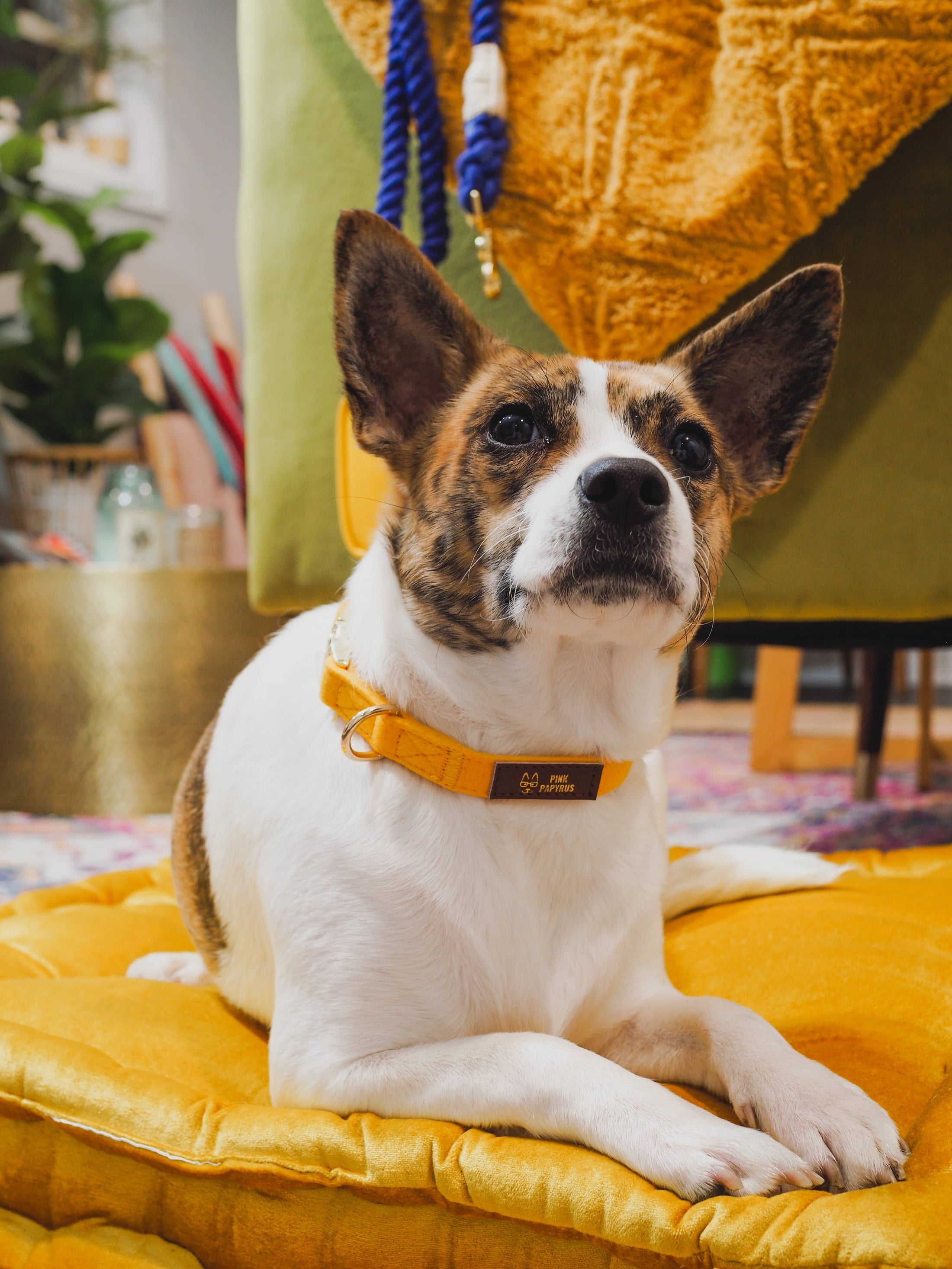 Nova Dog Collar