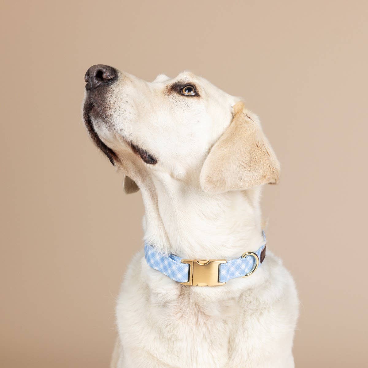 Rory Blue Gingham Dog Collar