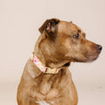 Load image into Gallery viewer, Lottie Plaid Dog Collar