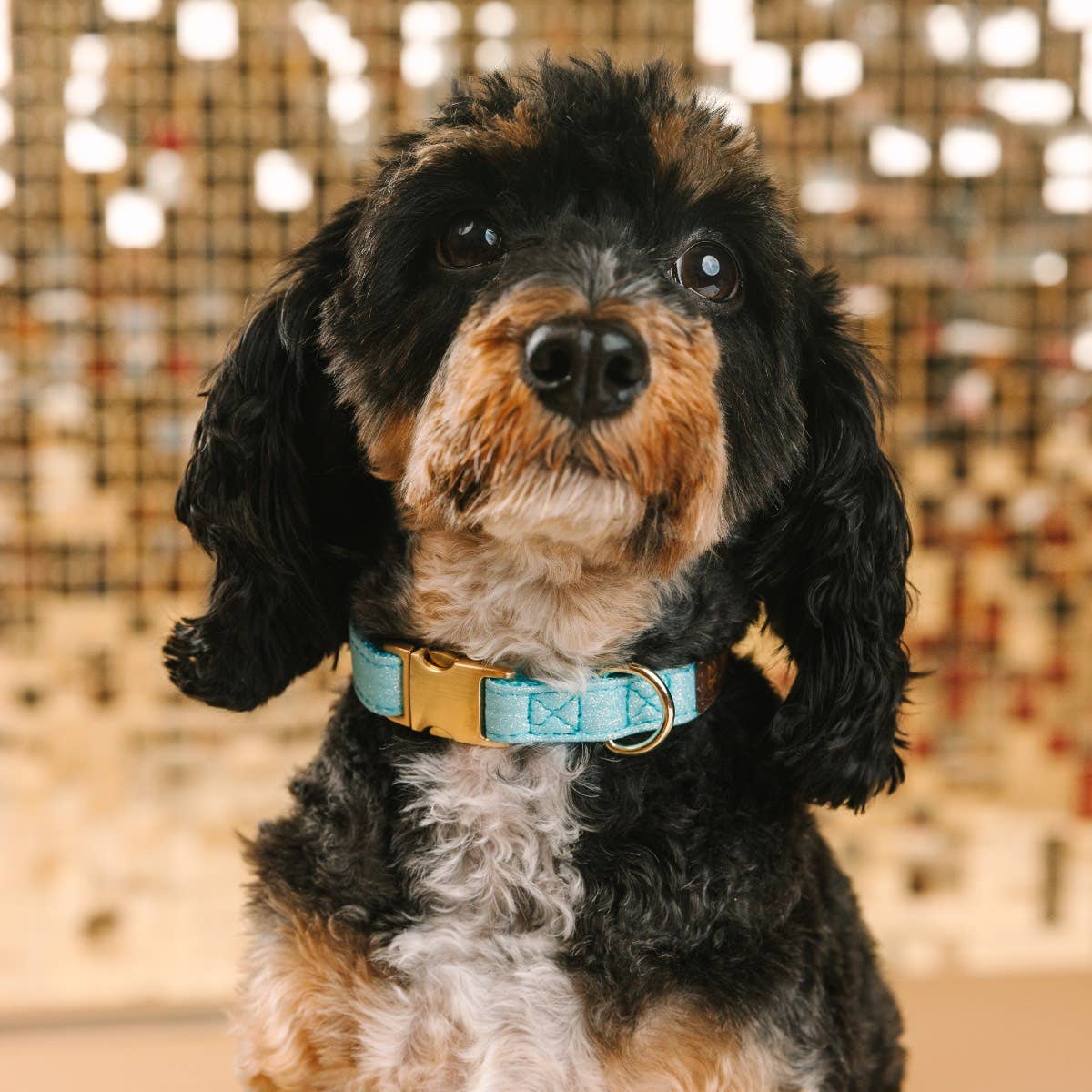 Dawson Glitter Dog Collar