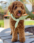 Load image into Gallery viewer, POLKA DOT NECKTIES