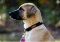 Load image into Gallery viewer, Ryan Dog Collar