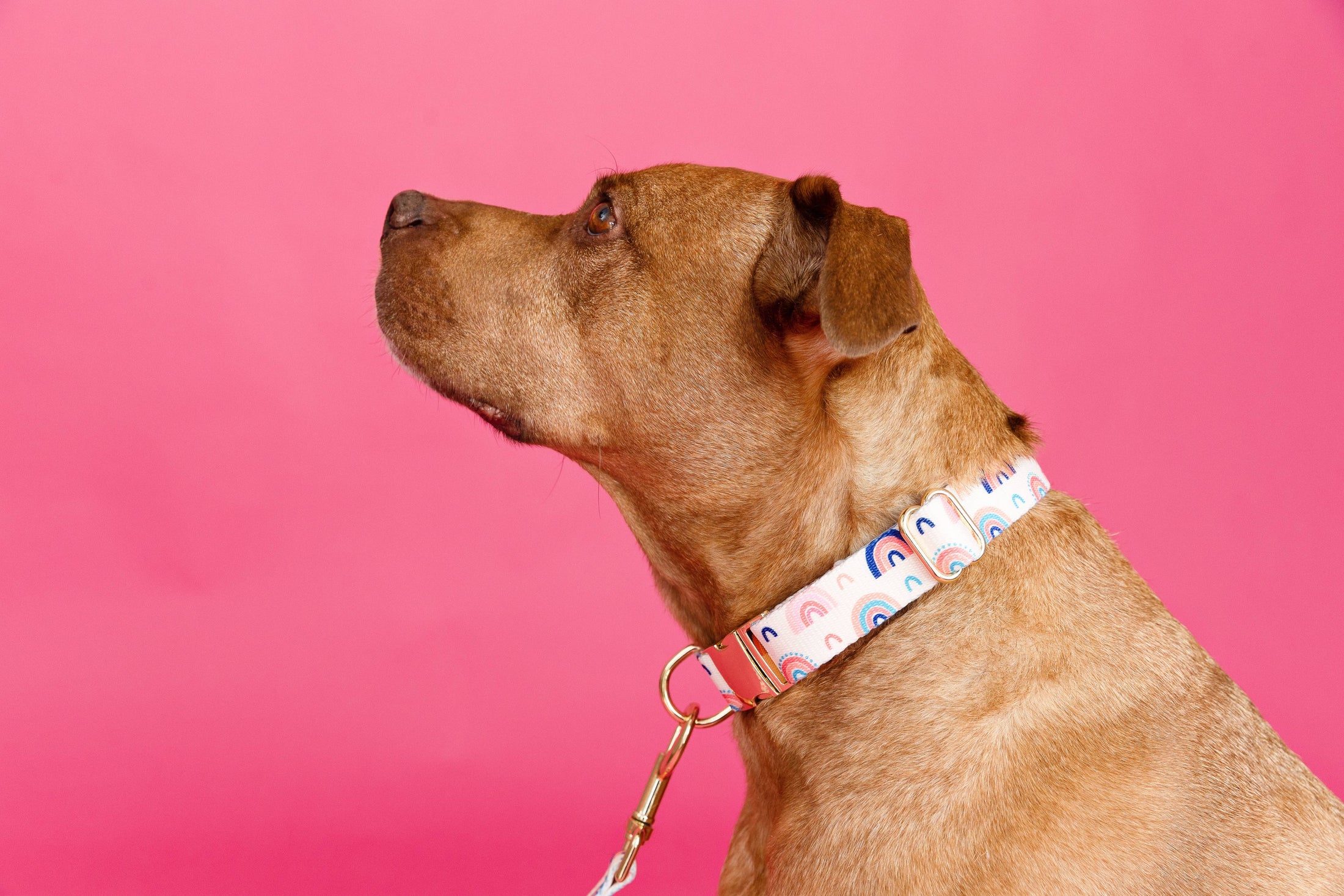 Clarke Rainbow Dog Collar