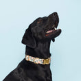 Load image into Gallery viewer, Peaches and Cream Dog Collar