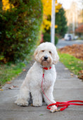 Load image into Gallery viewer, Cherry Red Waterproof Dog Collar