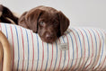 Load image into Gallery viewer, Kyoto Dog Cushion - Mellow
