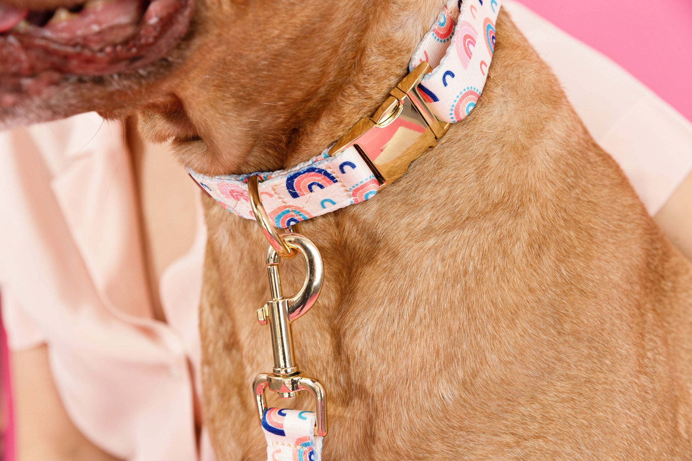Clarke Rainbow Dog Collar