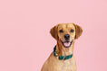 Load image into Gallery viewer, Rue Dog Collar