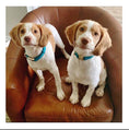 Load image into Gallery viewer, Hayden Dog Collar
