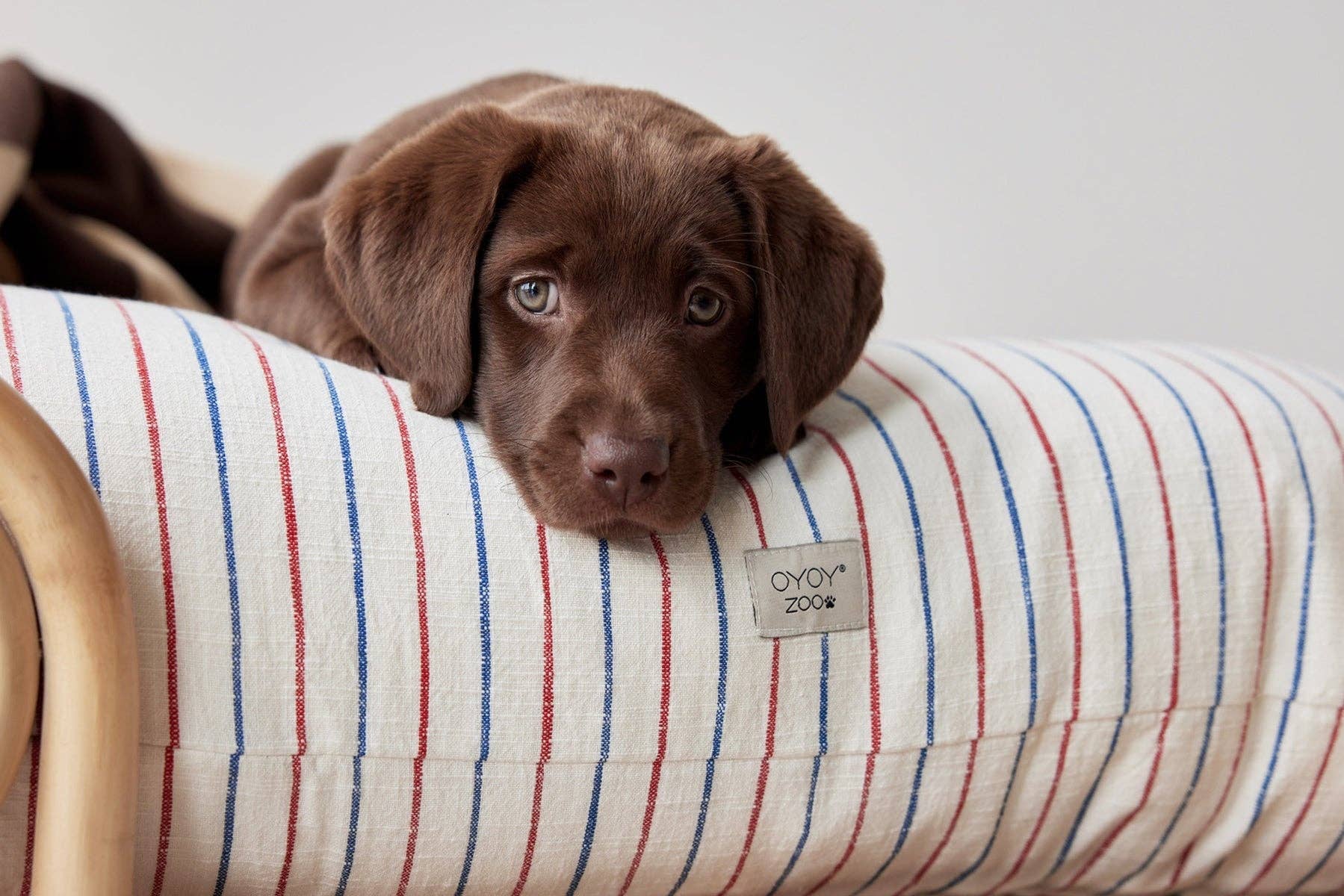 Pet Beds & Blankets