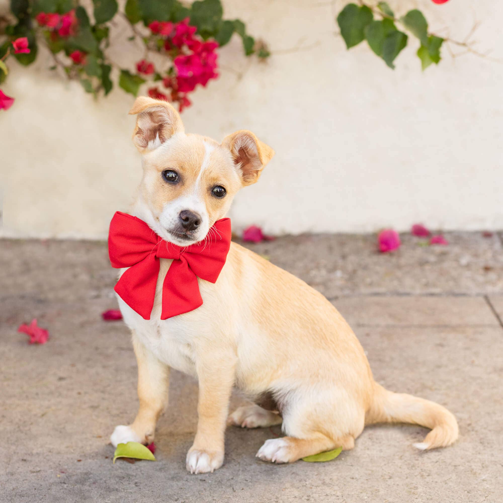 Ruby Red Lady Dog Bow
