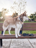 Load image into Gallery viewer, Ember Black 4-in-1 Convertible Hands Free Cloud Dog Leash
