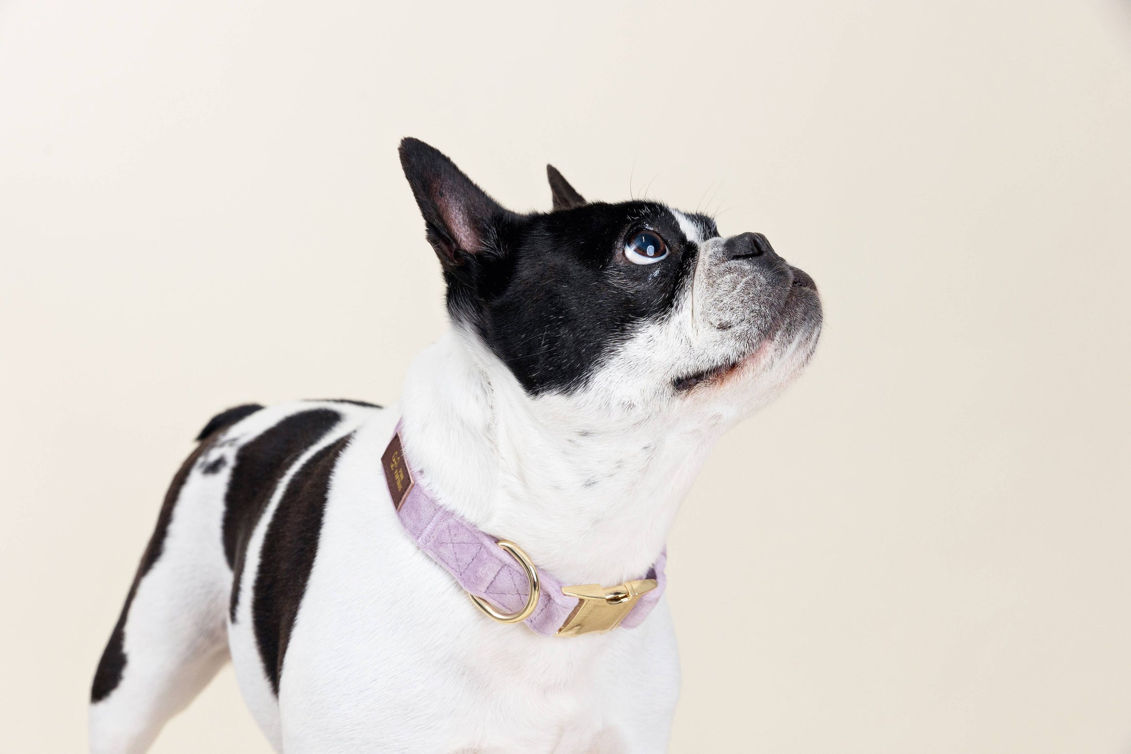 Billie Dog Collar