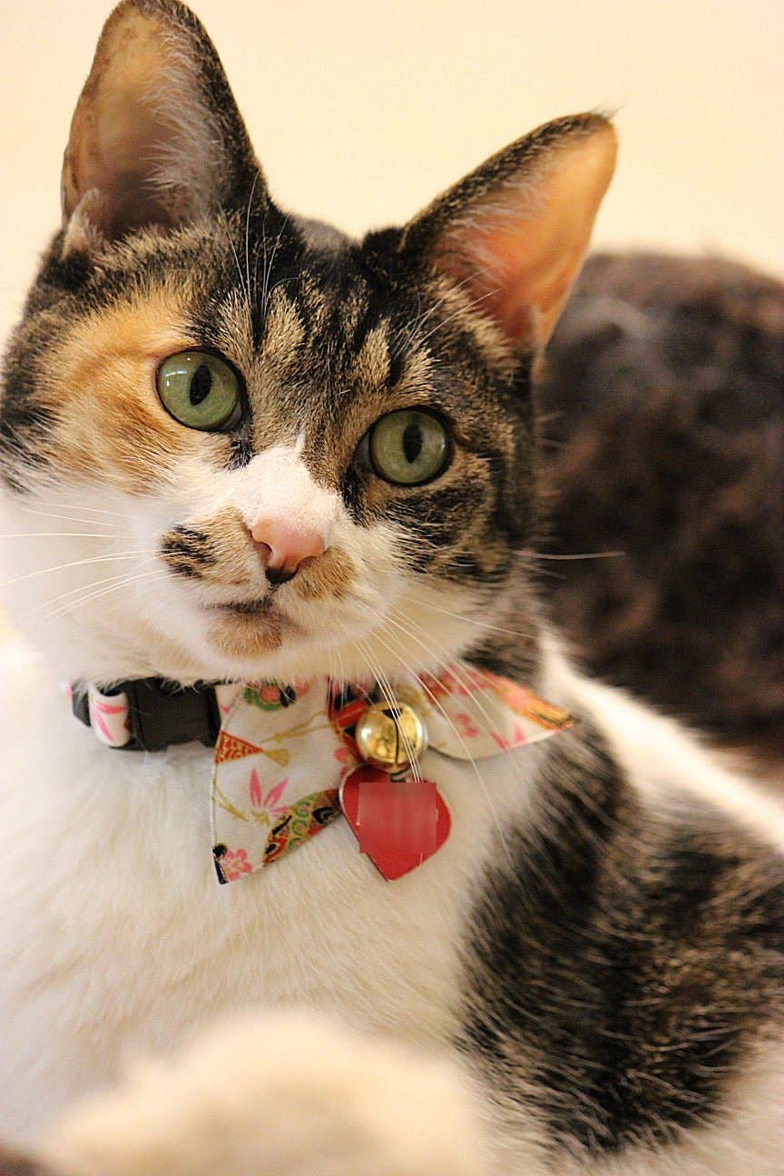Kimono Ribbon Cat Collar