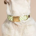 Load image into Gallery viewer, Bryce Dog Collar
