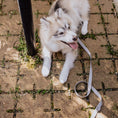 Load image into Gallery viewer, Roam LITE Hands-Free Crossbody Dog Leash
