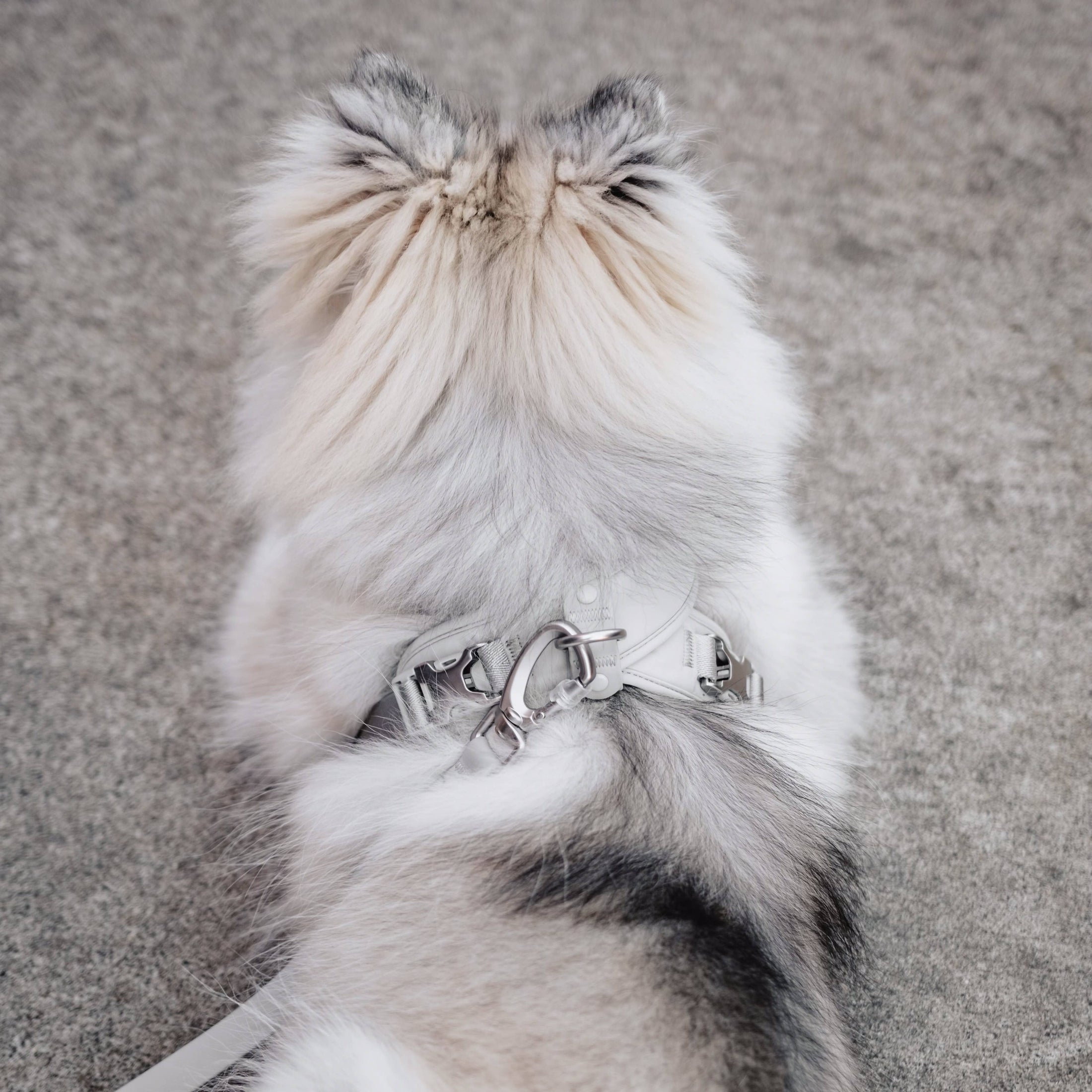 Roam LITE Hands-Free Crossbody Dog Leash