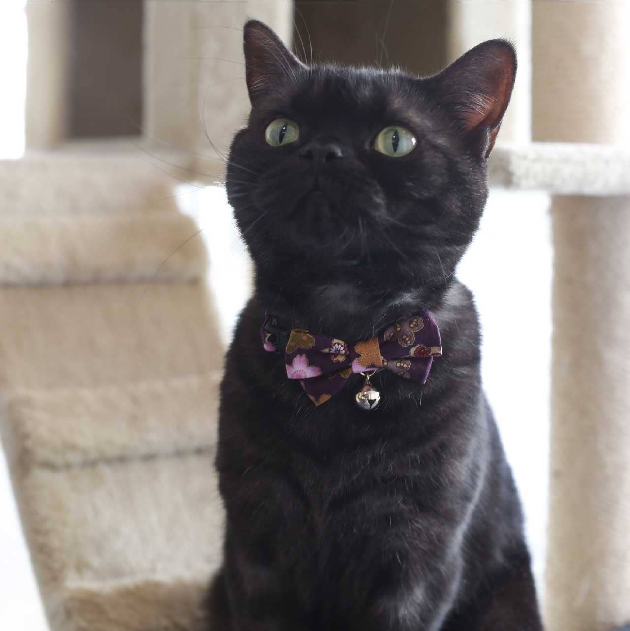 Kimono Bow Tie Cat Collar