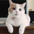Load image into Gallery viewer, Chirimen Cat Collar with Clover Bell
