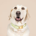 Load image into Gallery viewer, Bryce Dog Collar
