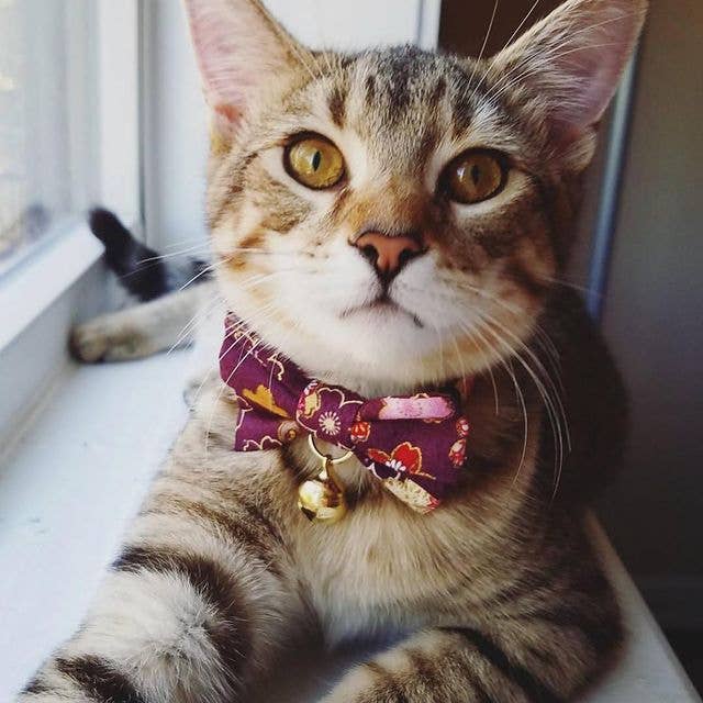 Kimono Bow Tie Cat Collar